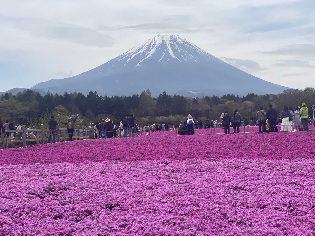 芝桜